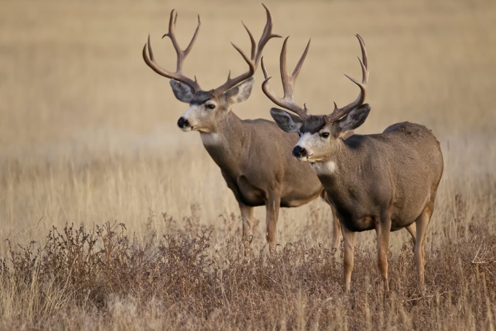 Two mule deer bucks standing alert in golden grassland