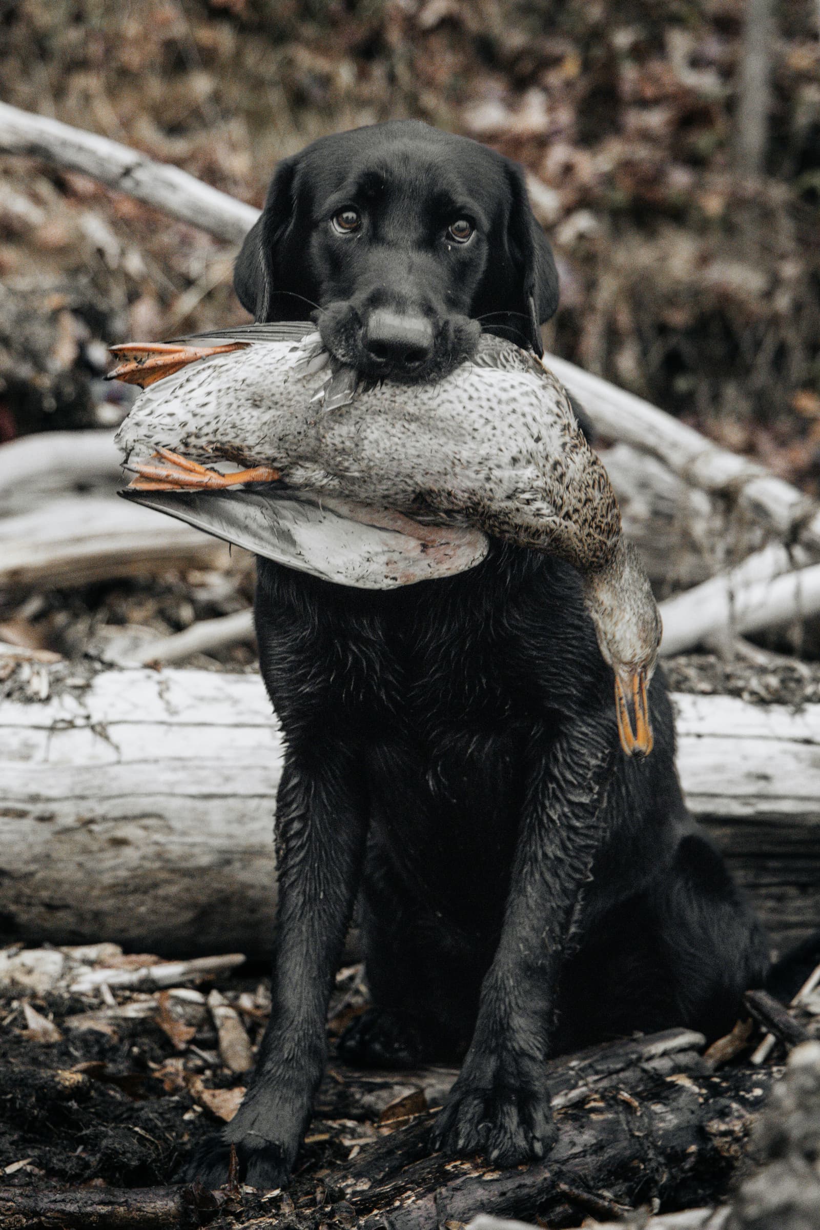 Black Labrador retriever holding a duck in its mouth after a retrieve