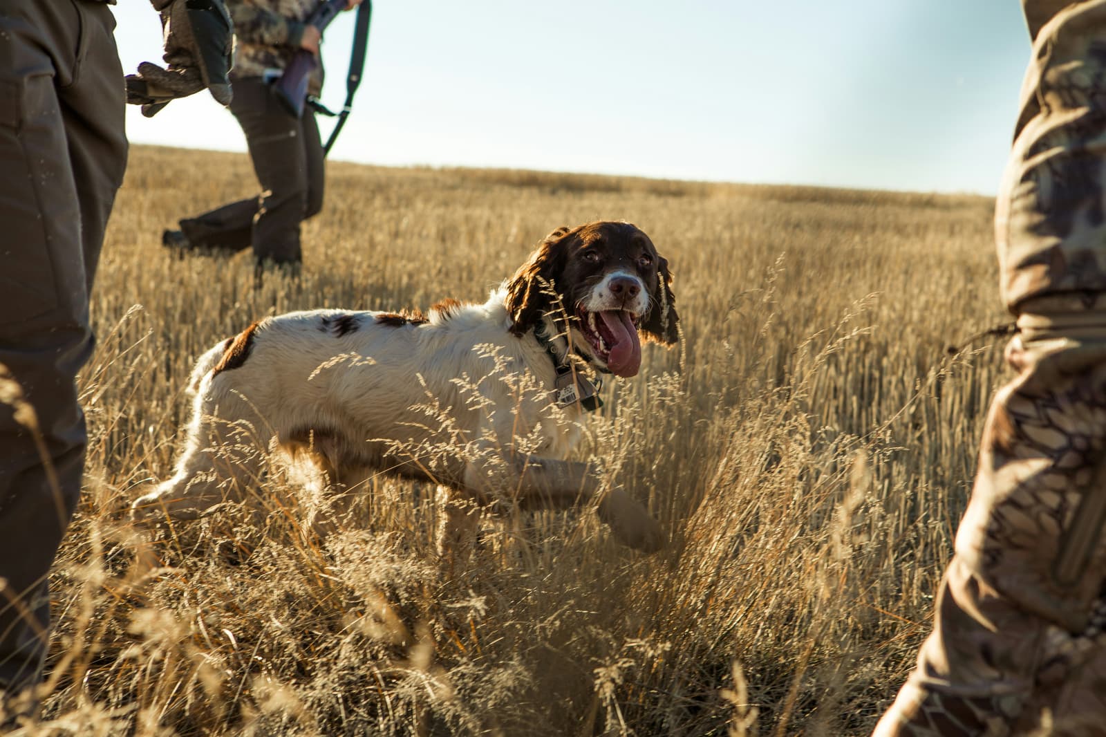 Springer spaniel bird dog running through tall grass on an upland hunt