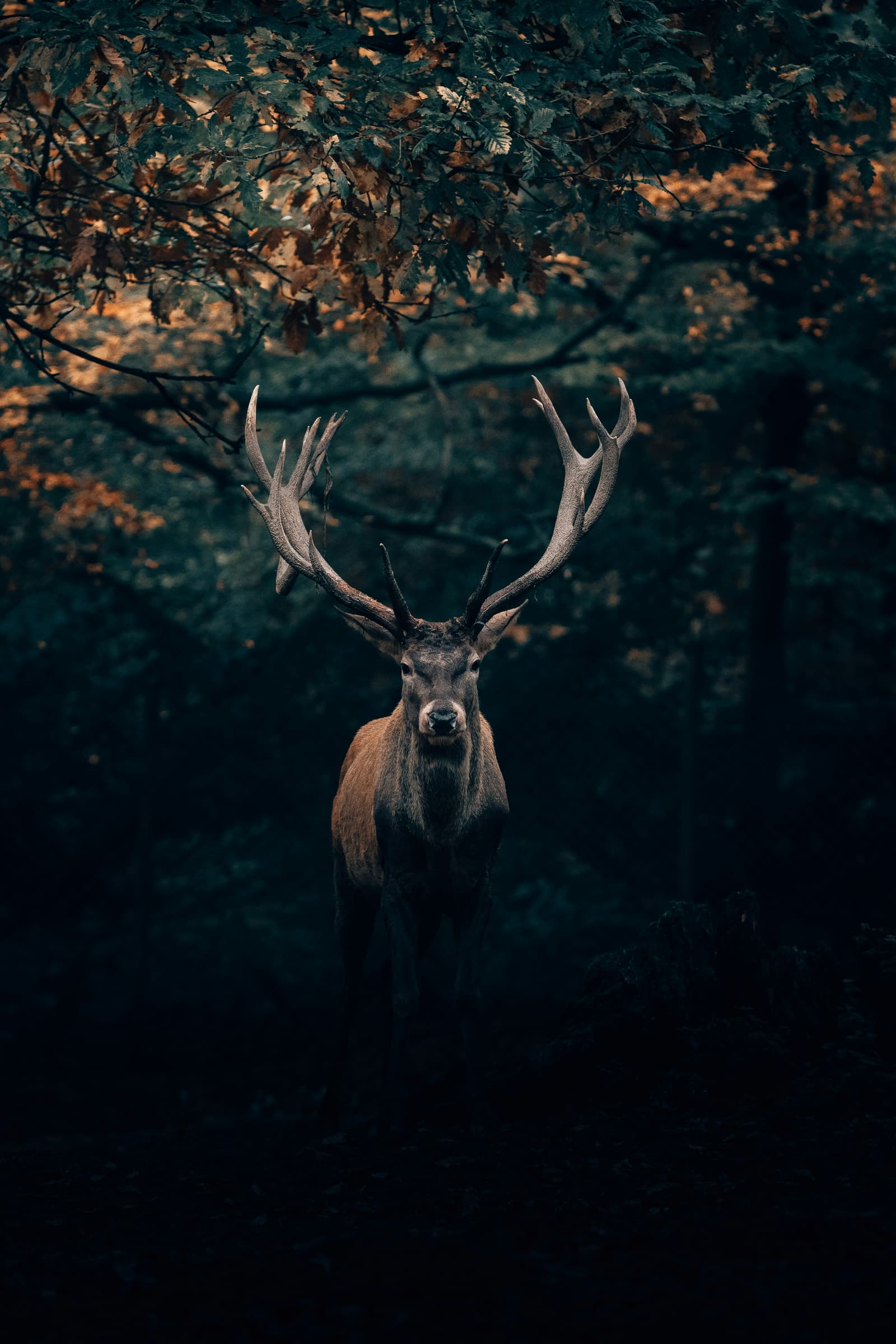 Majestic whitetail stag with large antlers in a dark autumn forest