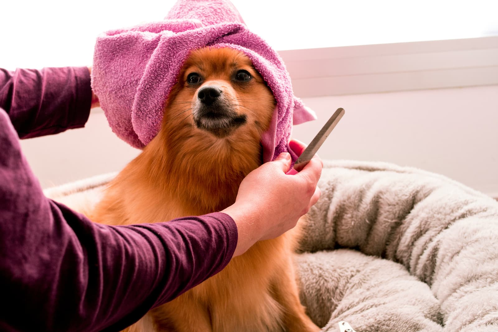 Pomeranian wrapped in a towel during spa treatment